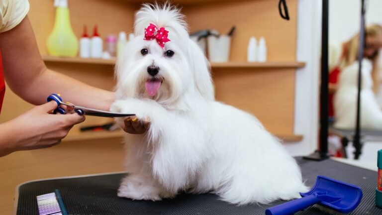 White fluffy dog at a grooming station with a pink bow, being trimmed by a groomer on a table.