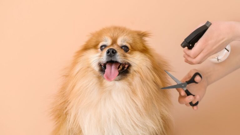 Fluffy Pomeranian being groomed; a person uses scissors and clippers near its neck against a peach background.